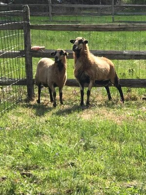 Sweet Sourland Farms