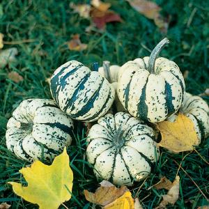 Bayfield Foods CSA