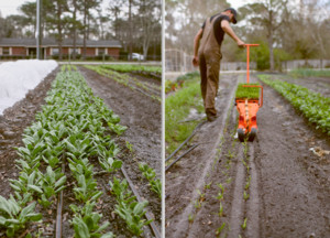 Black Finger Farm