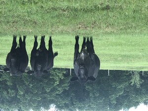Rocking A Farm, LLC
