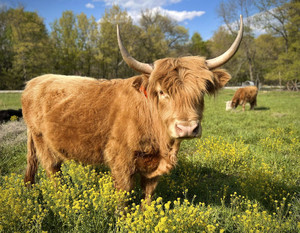 Lamb Ranch Mini Cattle