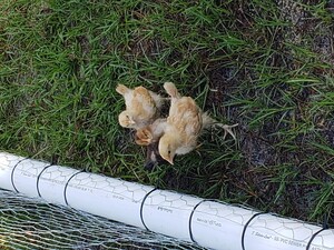Ferguson Farms