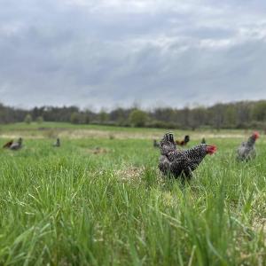 Stickle Family Farm