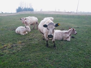 Nourished Pastures LLC