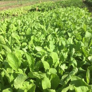 Kimball's Farm LLC