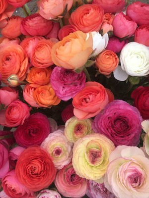 Tracey Rae Farmer Florist