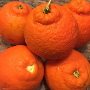 K&G La Cresta Citrus