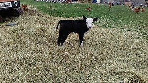 Gratz Farms