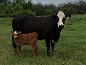 2Knight Ranch