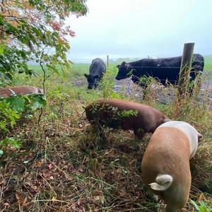 Apsey Farms