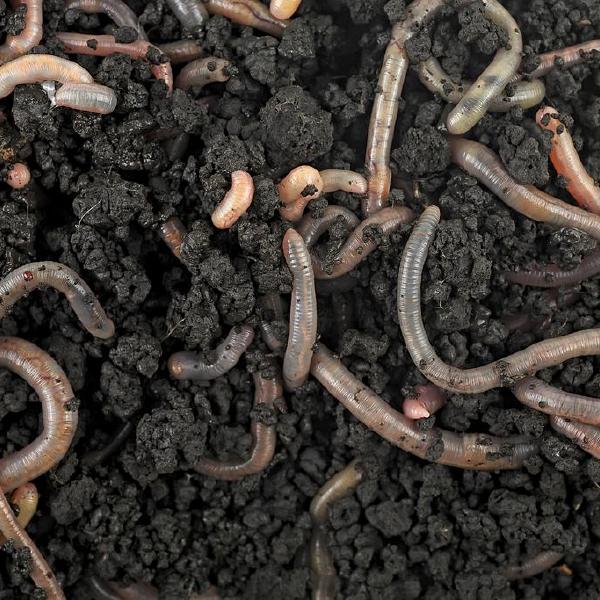 earthworms
