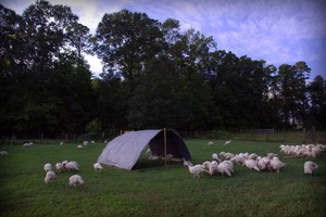 Shire Farms