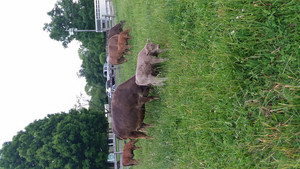 The Clark Family Farm