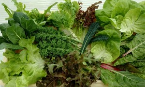 Oak Hill Farm, LLC