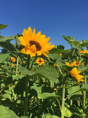 Anawan Farm