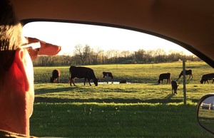 Rosebriar Farms grass fed Wagyu Beef