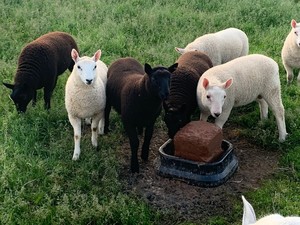 Aerie Farm East