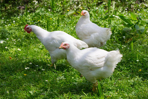 Farm One Forty