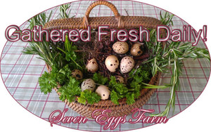 Seven Eggs Farm