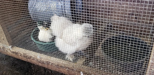 Houston Farm