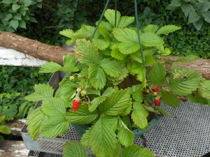 Sharon's Natural Gardens