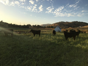 Brite Creek Farm