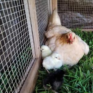 Featheridge Farm