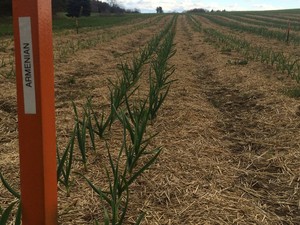 Brazenhead Garlic, Inc.