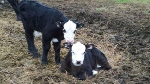 Purgatory Cattle