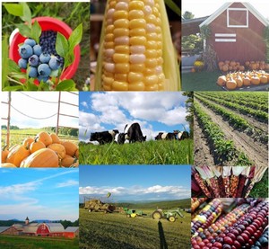 Chandler Pond Farm