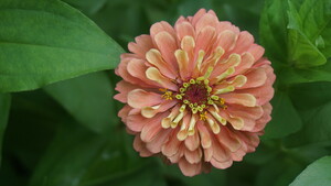 Rising Tide Botanicals