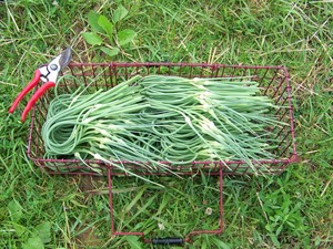 Meadowview Farm & Natural Habitat Gardens, LLC