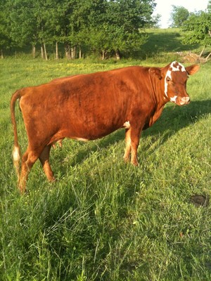 Old Oak Farm