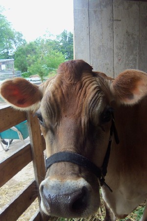 White Rose Farm