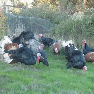 Swain Family Farm