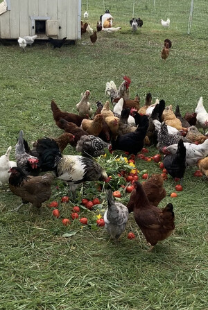 Spring Creek Farm