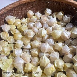 Wendy Wildcraft