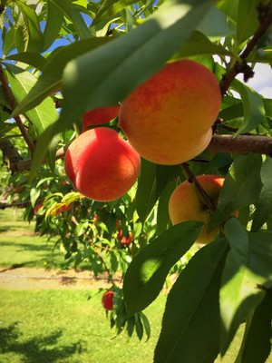 Dawson's Orchards, Inc.