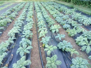Strong Roots Organic Farm
