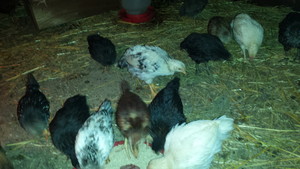 UBA Ranch LLC