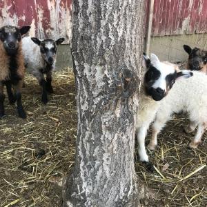 Toggenthel Farm