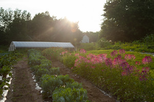 winterberry farm stand