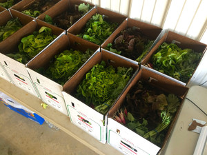 Savoie Organic Farm