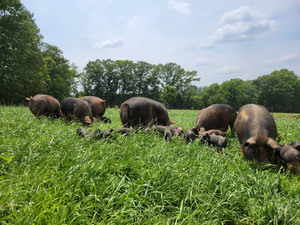 Berkshire Forest Farm