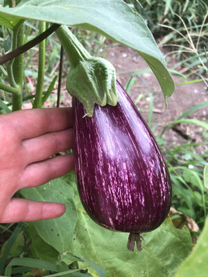Sterling Organic Farm LLC