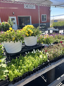 West Star Organics