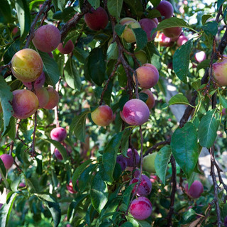 Frog Hollow Farm CSA