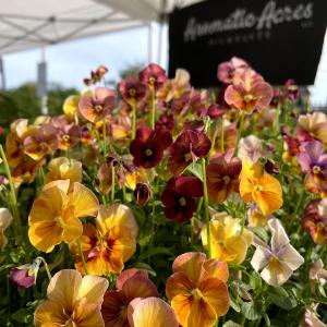 Aromatic Acres LLC