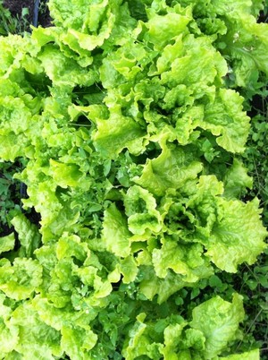 Farm of Peace CSA