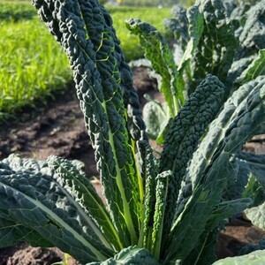 Featherstone Farm